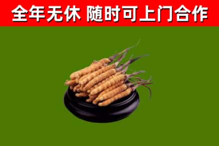 水富回收散虫草